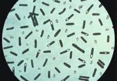 بررسی و شناسایی برخی باکتریهای شاخص و بیماریزای ماهی در آبهای منطقه جنوب شرقی دریای خزر (مازندران و گهرباران)