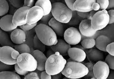 بررسی فاکتورهای ایمنی(THC, TPP, PO, SOD, POD) میگوهای تغذیه شده با مخمر ساکارومایسیس سروزیه در مقایسه با میگوهای تغذیه شده بدون مخمر