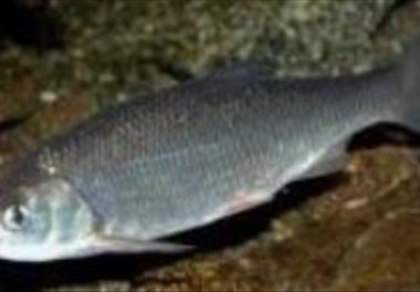 بررسی وضعیت وموقعیت بانک ژن ماهیان استخوانی دریای خزر