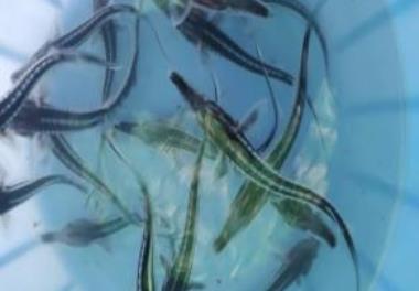 بررسی سازگاری بچه ماهیان خاویاری ازون برون در اوزان و شوری های مختلف آب دریای خزر
