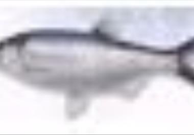 عنوان نقشه علمی: تعیین زیستگاه مطلوب ماهیان استخوانی در حوضه جنوبی دریای خزر