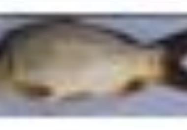 بررسی ساختار ژنتيکی جمعيت‌های مختلف کپور معمولی و تشکيل بانک ژن