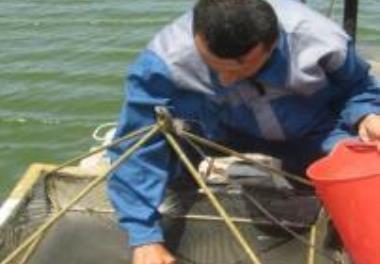 عنوان گزارش علمی - فنی: بررسي امکان مولدسازی از میگوی وانامی در شرایط گلخانه ای (استان مازندران) 