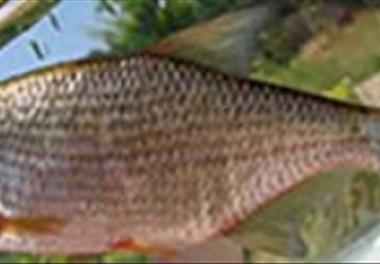 بررسی برخی خصوصیات تولید مثلی ماهیان اقتصادی مهم در تالاب انزلی