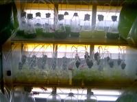 ارزیابی رشد و بیوماس جلبک سبز نانوکلروپسیس اکیولاتا در محیط کشت های مختلف