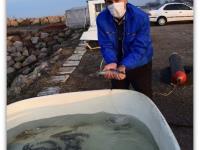 معرفی گونه ماهی آزاد دریای کاسپین برای پرورش ماهی در قفس در سواحل دریای کاسپین 