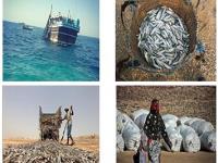 ارتقاء مصرف ساردین ماهیان از طریق تولید فرآورده های بازار پسند در استان هرمزگان (خاتمه یافته)