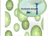 پوستر: میکروارگانیسم های رایج در کشت جلبک