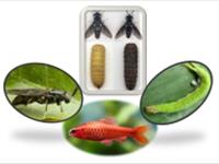حشرات در تغذیه آبزیان
