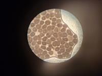 تکثیر ماهی باس دریایی: هورمون‌های آهسته رهش، راز موفقیت پژوهشگران پژوهشکده آبزی‌پروری آب‌های جنوب کشور