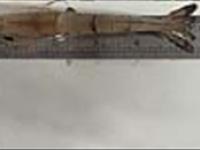 اقدام حیاتی برای حفظ اکوسیستم دریایی، ممنوعیت صید میگو در خوزستان